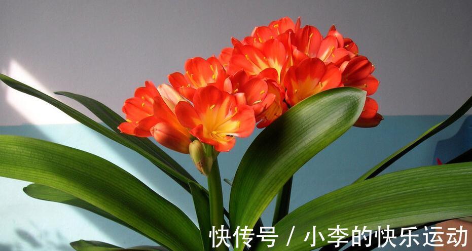 花卉|最抢手的年宵花,喜庆又吉祥,放在家里,热闹过新年