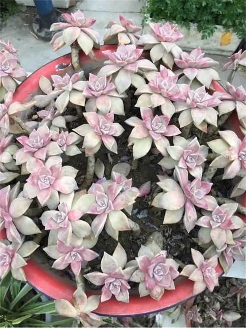 都在养“多肉”?那你见过养了15年的“胧月”,是什么样吗?