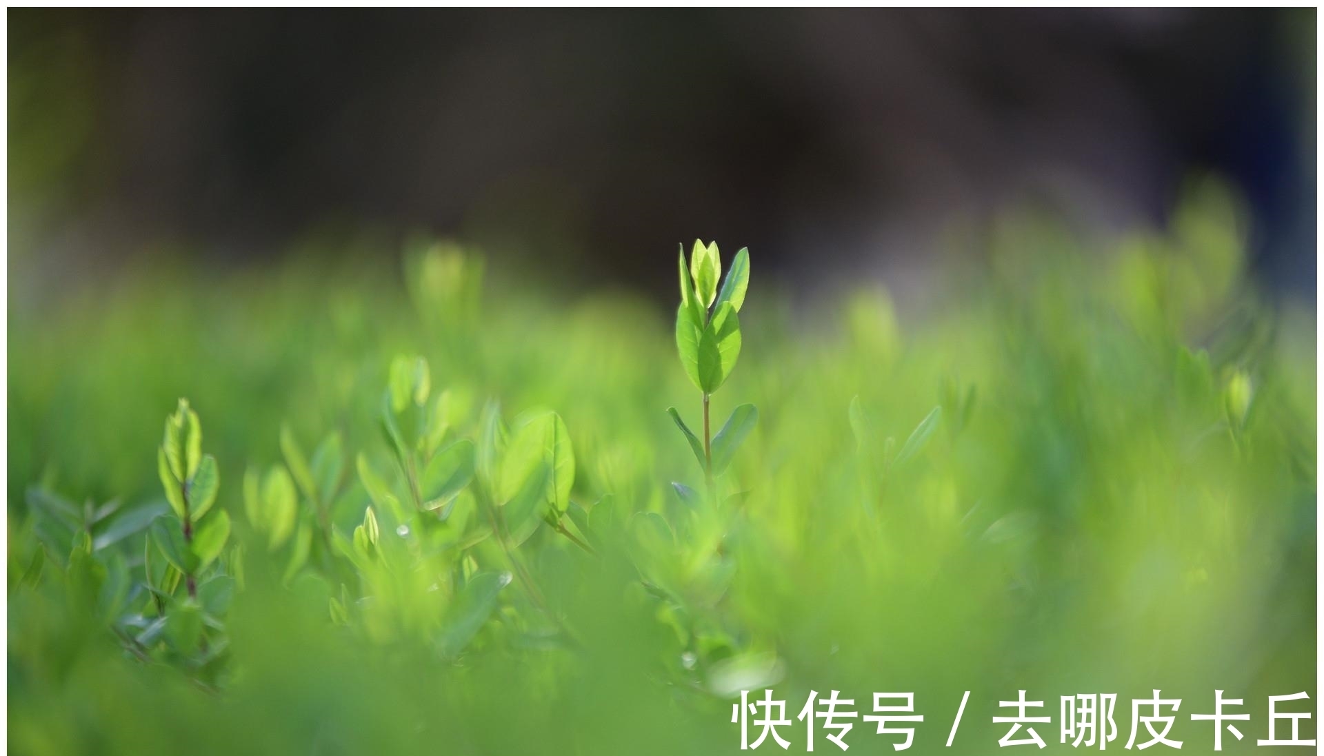 家门前种什么树,寓意才好呢?这3种树保“旺”!