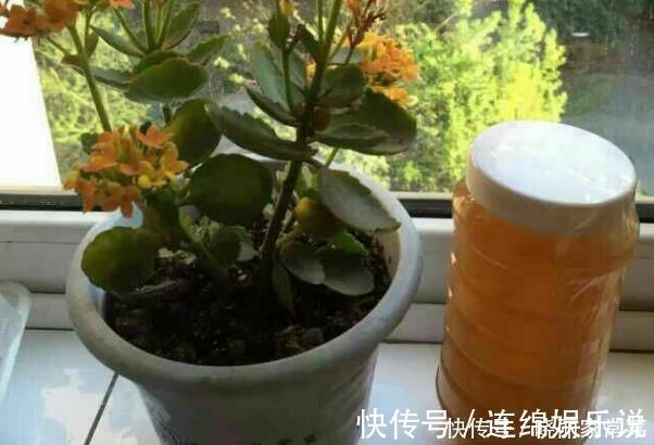 花期中|给长寿花“吃点肥料”，春节花苞特别多，大苗小苗肥肥壮壮