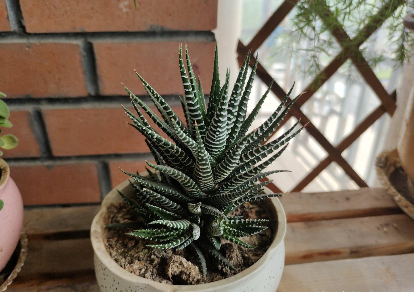 多肉|露养的多肉没状态,满足“三条件”,上色快,还容易爆小崽