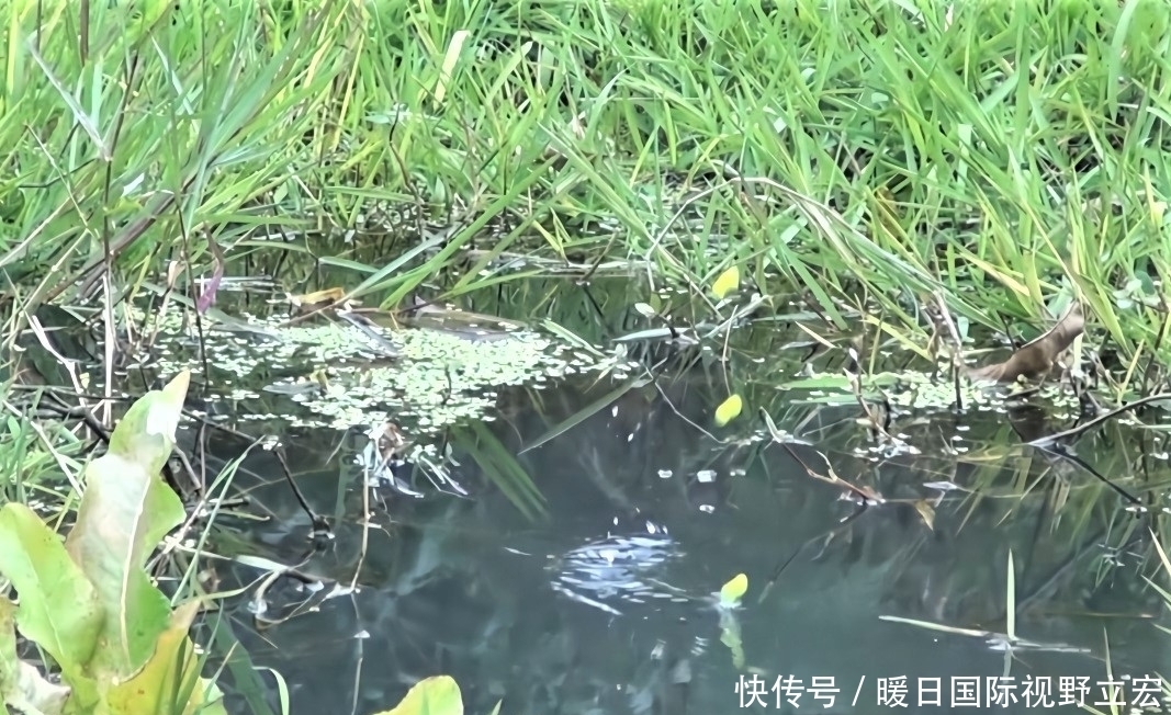 台钓钓法是主流?别小看了传统钓法,其优势是其它钓法无可比拟