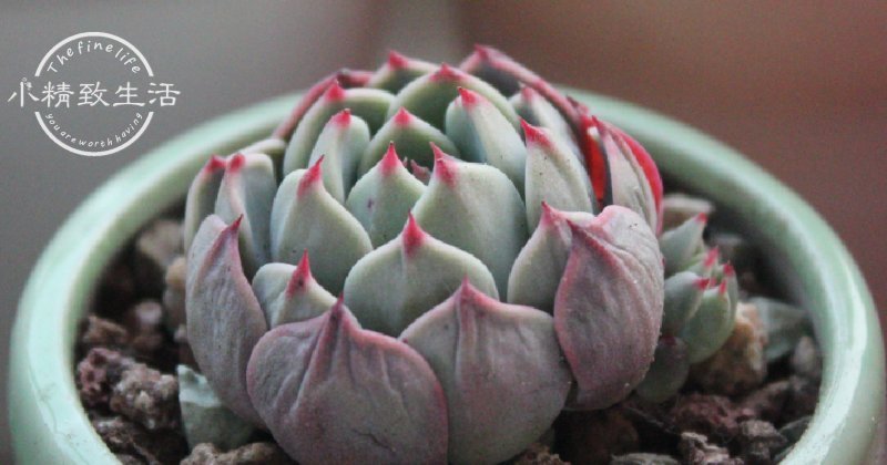 缺水|多肉植物什么时候浇水,看这3处精准判断,四季适用,全国通用