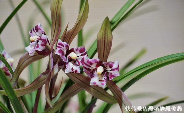 哪种兰花香,怎样才能买到比较香的兰花?3点建议,选到香兰不难