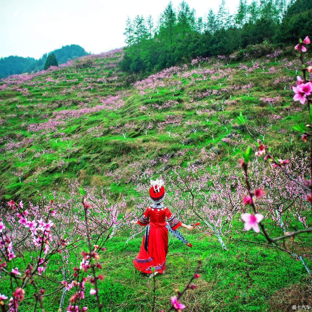 《重庆秀山的坪南桃花盛开了》