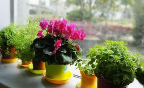 喷水|这9种花冬天别喷水,否则烂根烂叶,后悔都来不及!