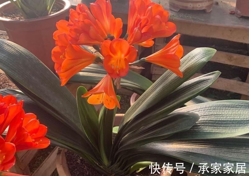 秋季如何养君子兰不夹箭?注意4点,植株越长越旺盛