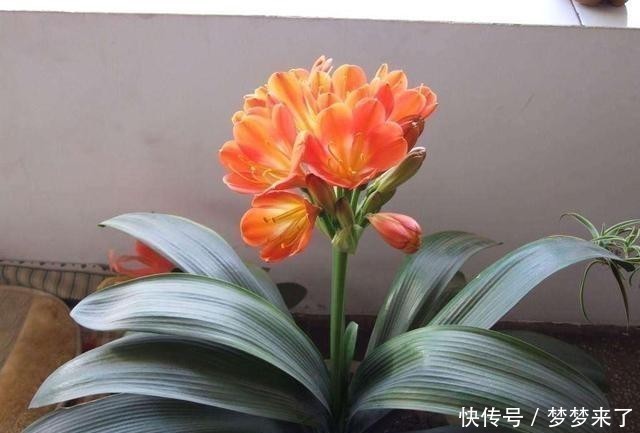 家人|家里万万要养这5种花,家人至少长寿十年,有钱人家里都喜欢种养