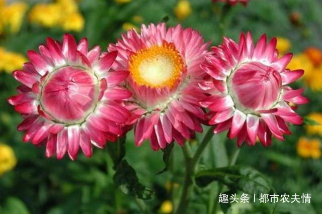 光照|长得像假花一样的蜡菊，花期超级长，可以从春开到冬