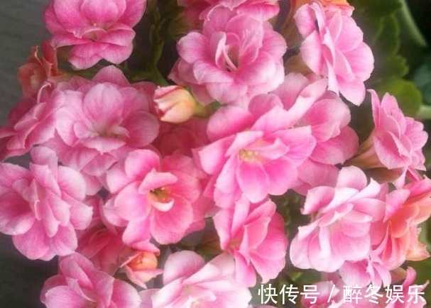 邻居在阳台养30盆长寿花,阳台天天都是“花海”,人见人夸