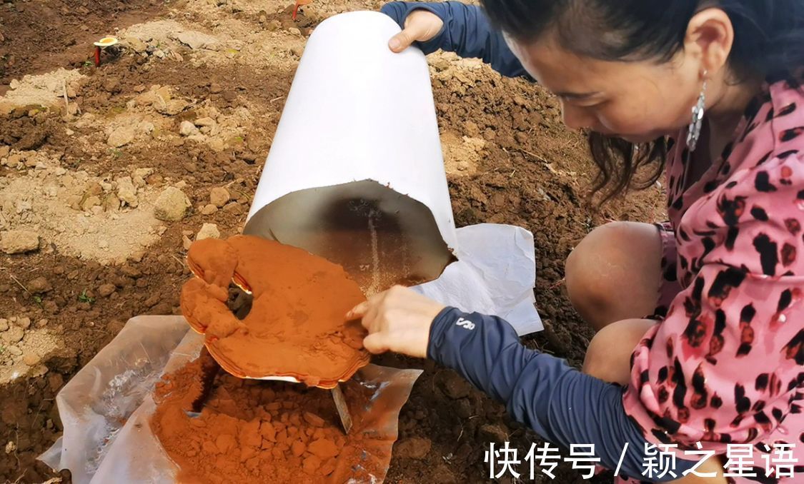 灵芝谷|象山樟岙村，灵芝谷，千年古樟的树洞越来越小