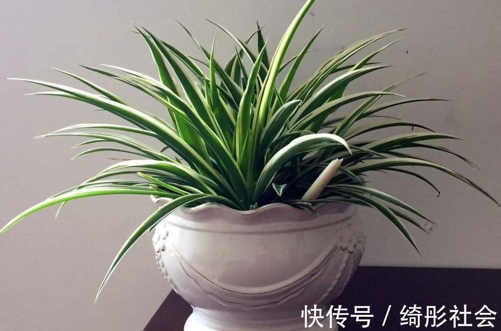 金边吊兰|夏天养金边吊兰，勤喷它，匍匐茎猛窜不停，1个月就长成瀑布