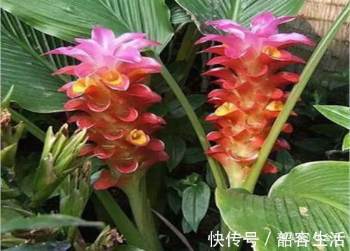 活血|中药材“郁金”打通血管里的瘀和堵，是金子总会发光！