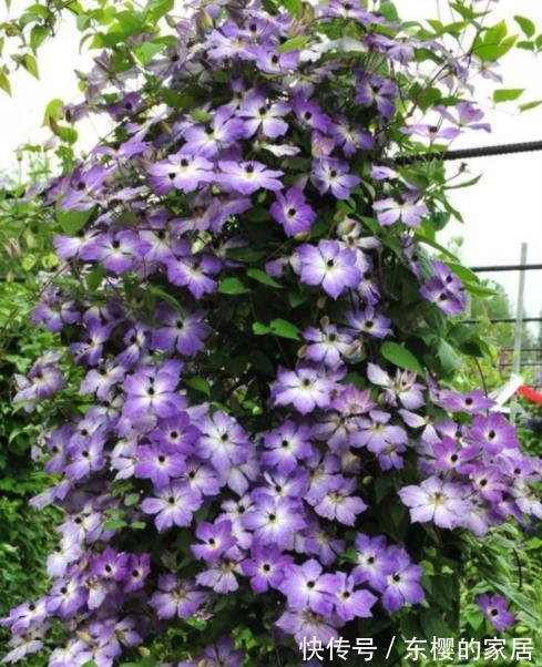 花友|5种花喜欢也别入坑,太“烧钱”了,钱包守不住,老花友有发言权