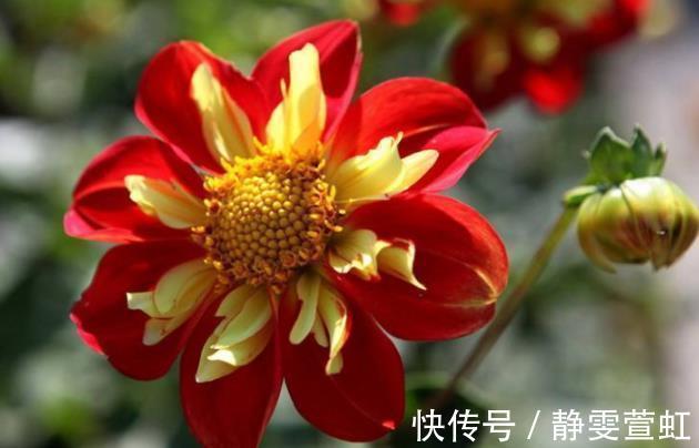 新手养护花卉，就养花朵大如盘，艳丽似牡丹、玫瑰的花卉，美极了