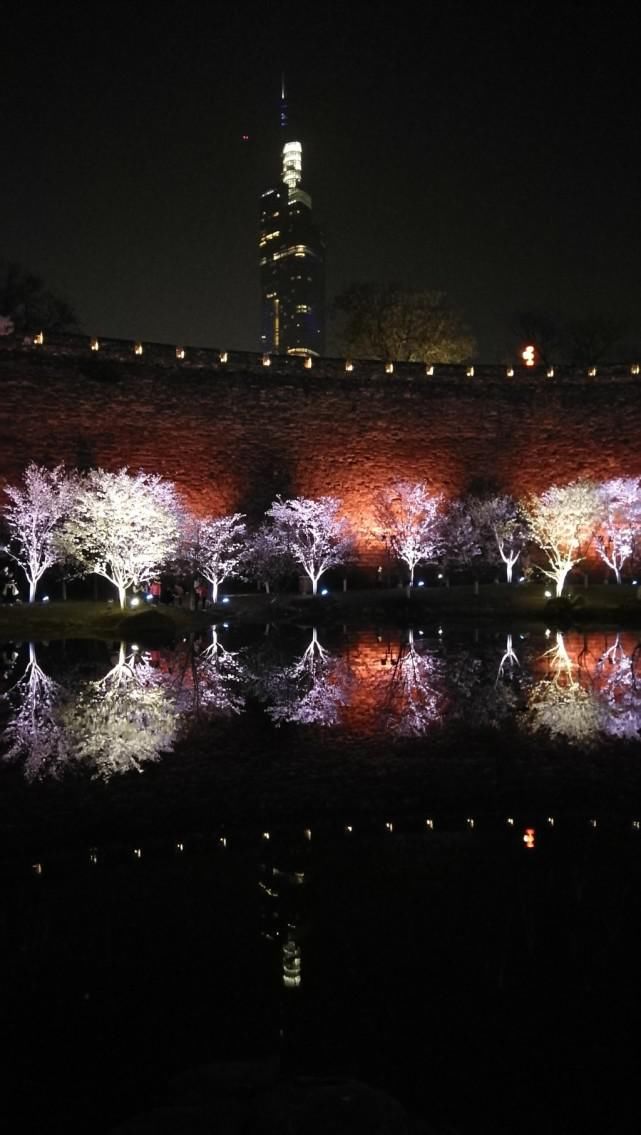 玄武湖樱花绽放的夜景美不胜收