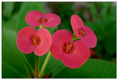 一品红|这8种花,冬天非但冻不死,还花开不断,挤满整个阳台!