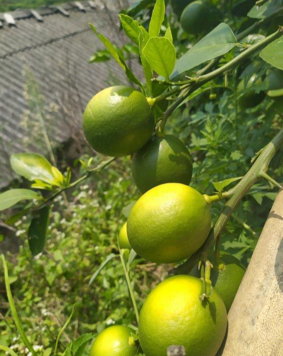 挂果|家里养盆“杀菌”花，精神轻松又清香，老中医经常养，错不了