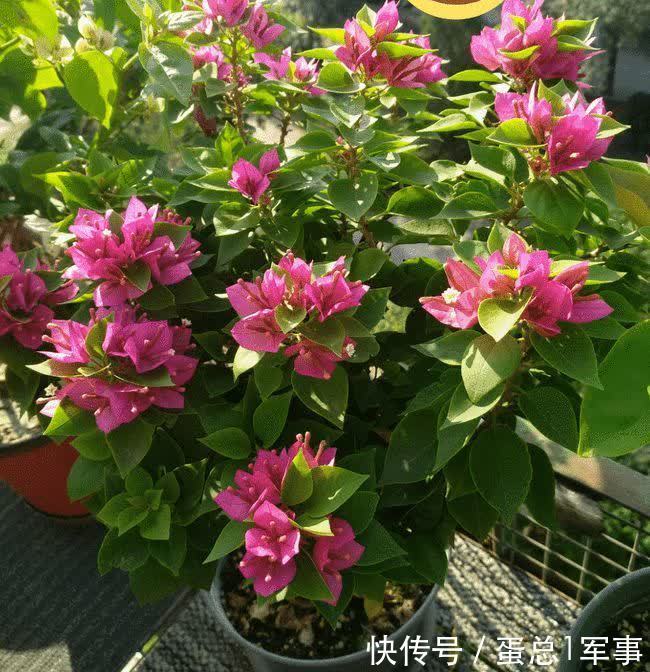 成活率|八九月份,适合扦插“7种花”,成活率高