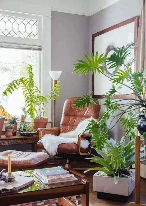 春羽|种健康花，家里养一盆，格调高寿命长，干净，健康，运气好