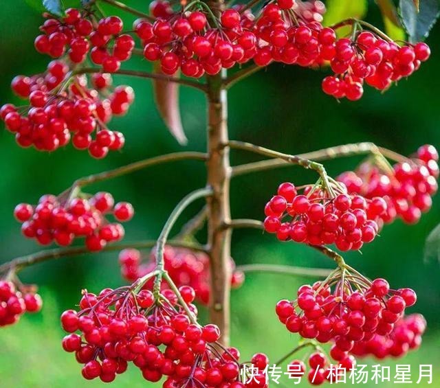 年底养盆喜庆花，有招财旺运好兆头，红红火火好运来！