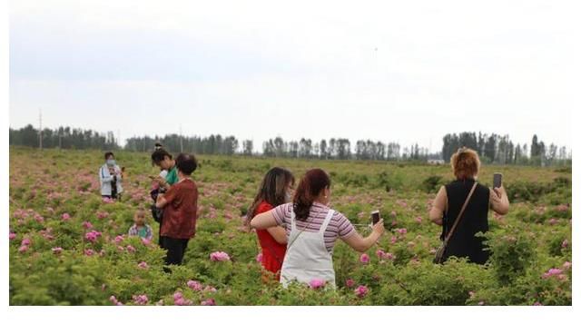 中国好声音|《中国好声音》伊犁站巅峰之夜在六十九团植物观光园举行