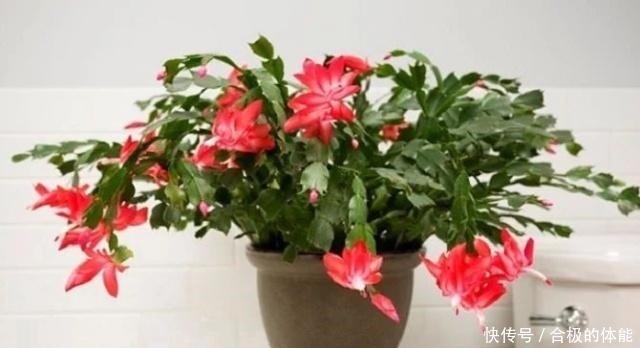 13种最佳的室内盆栽花卉,给一点点光照就可以开花了!