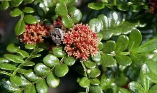 养花试试这几款,淡雅清新还可驱蚊提神