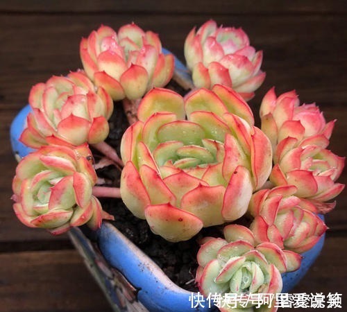 光照|不容错过的8款粉色系多肉,颜值高好养护,仙气十足,适合新手!