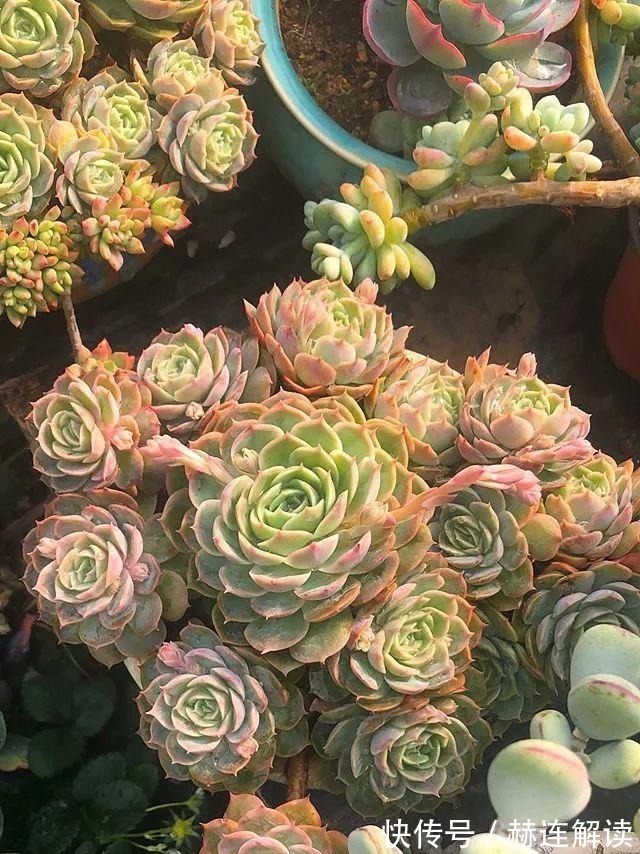 艾伦|姐姐养了9年的多肉,没有买肥就用它,个个长成精!