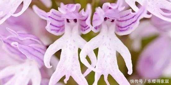 花儿|这些带着面孔的花儿,简直是花卉界的奇葩!奇花异草