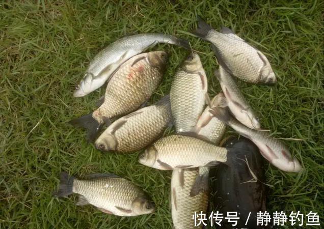 鲫鱼|有人喜欢有人烦!大力马线钓鲫鱼,野钓时到底能不能用?