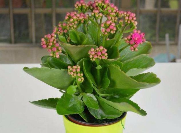 扦插成活的长寿花,“四项”重要管理缺一不可,成型快,开花多