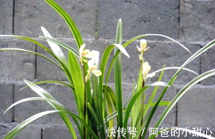 兰花冬天浇水“四原则”,合理掌握不烂根,满盆全是“胖白根”