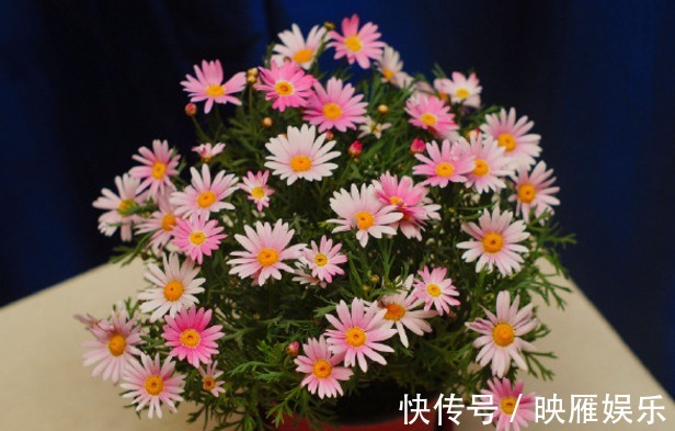 爆盆|罕见的花卉“玛格丽特”养护要求较高,只要方法的当,花开爆盆!