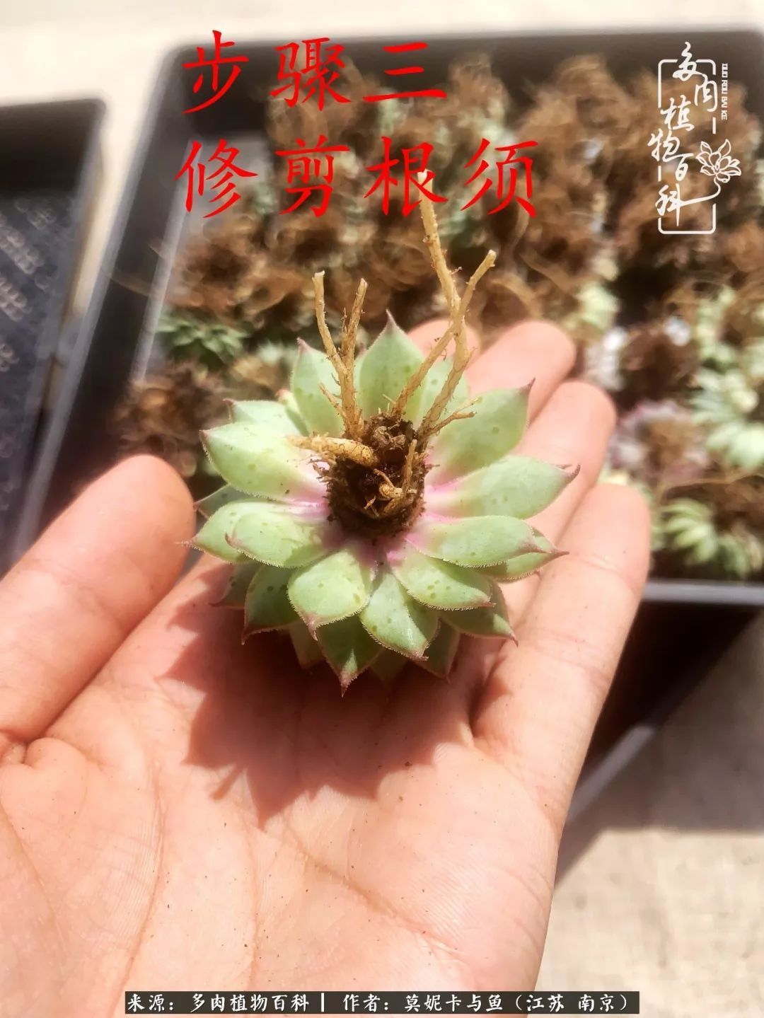 这多肉拼盘这么仙！如何制作达人手把手教你制作长生草拼盘！