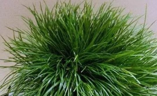 “3种花”一浇水就能活,客厅养一盆,花朵一开就成“瀑布”