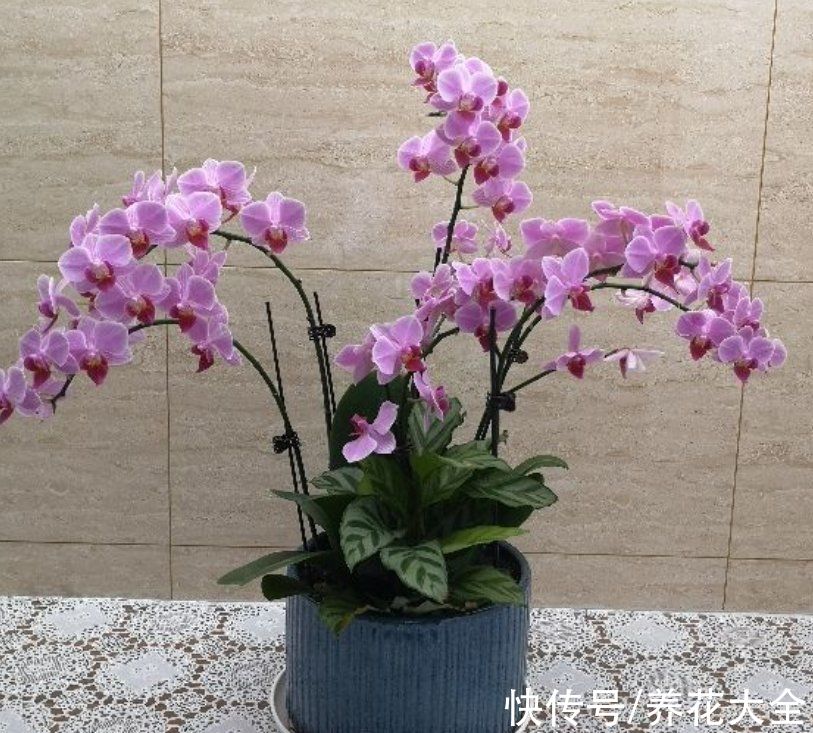 铃兰|今日12星座好运花，“运势”和花更配哦，你的幸运花是哪种？