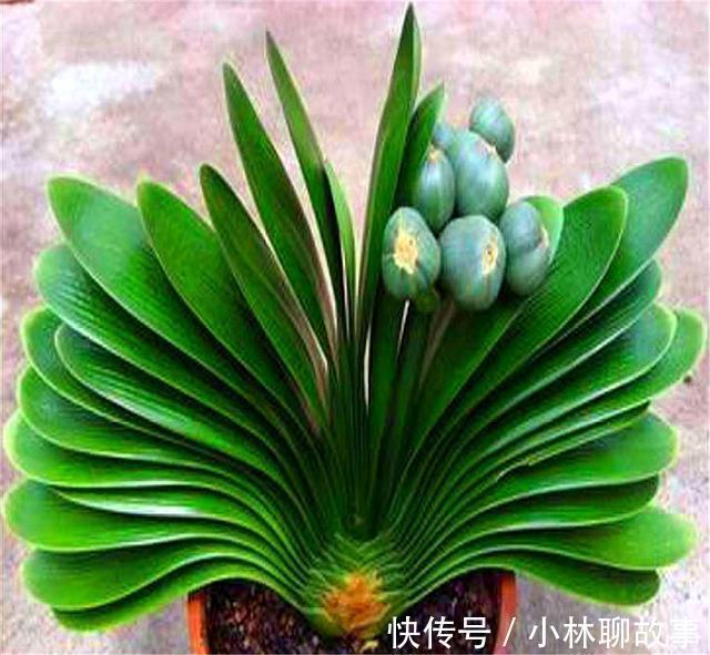 大叶君子兰，养护简单，开花能力强，做好这4点，叶子肥厚花朵大