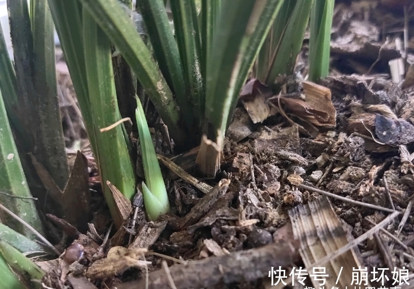 新苗|兰花发新苗正当时,不要“好心办坏事”,避免新苗夭折,乐极生悲