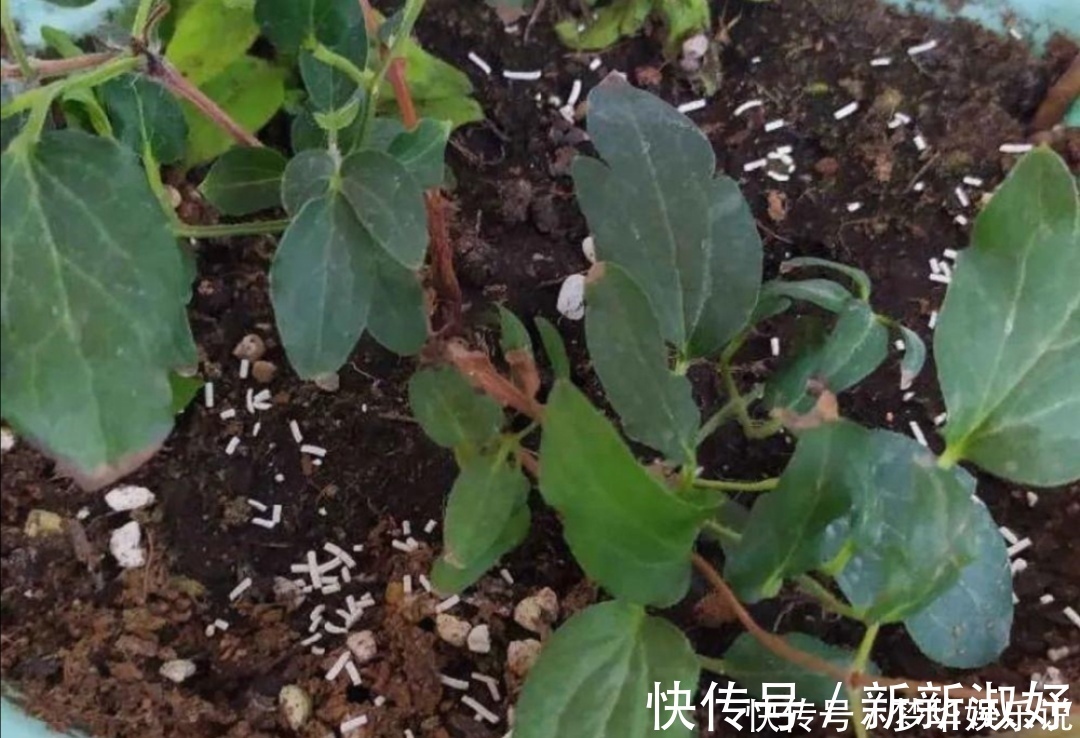 小虫子|花盆里出现小黑飞怎么办？只用2招，全部清除干净