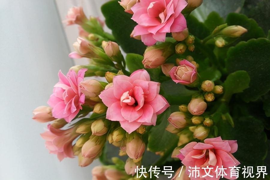 想要长寿花不装菜,秋冬的3点养护很重要,株型饱满,花苞满枝头