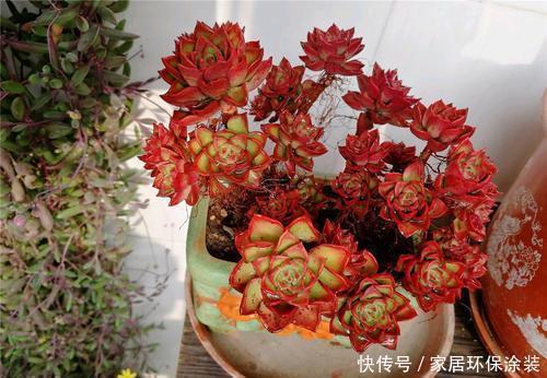 多肉植物|老花农都喜欢的容易爆头多肉,轻轻松松长满盆,适合新手!