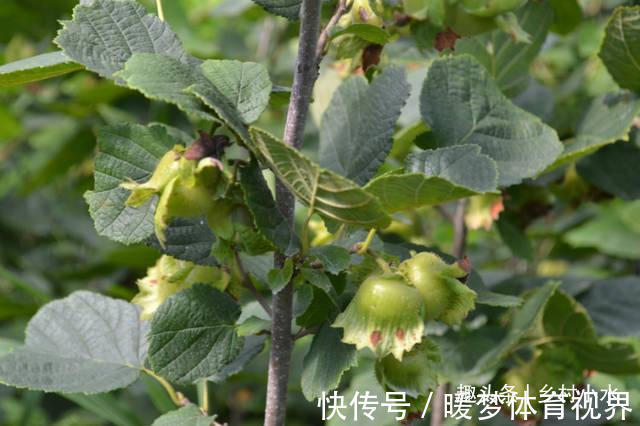 羊奶果|农村山上野生水果,有钱也很难买到,你吃过哪几种?