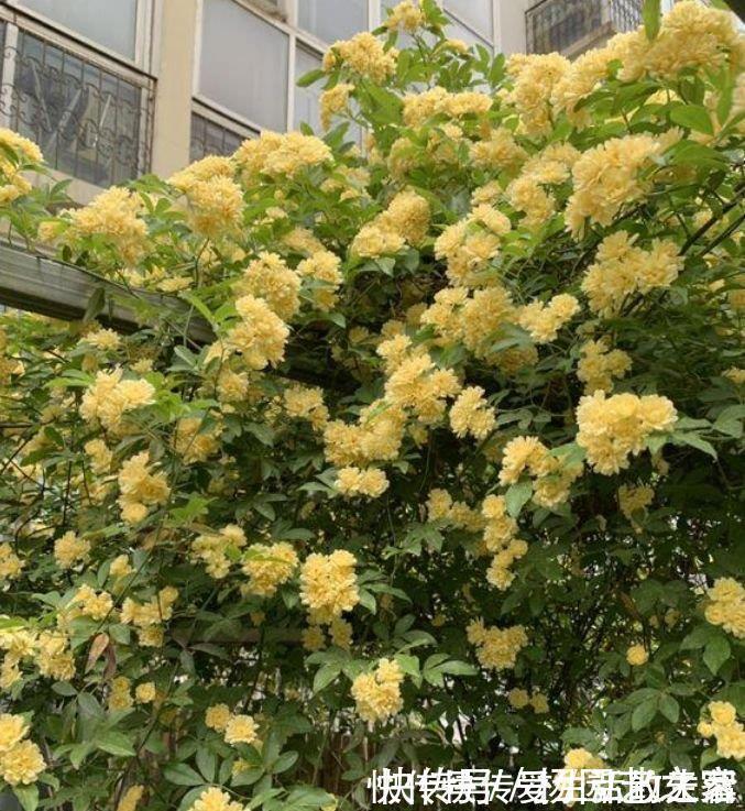 月季|家里必养“4种花”,好养又漂亮,开花就爆盆,不易生病好养护