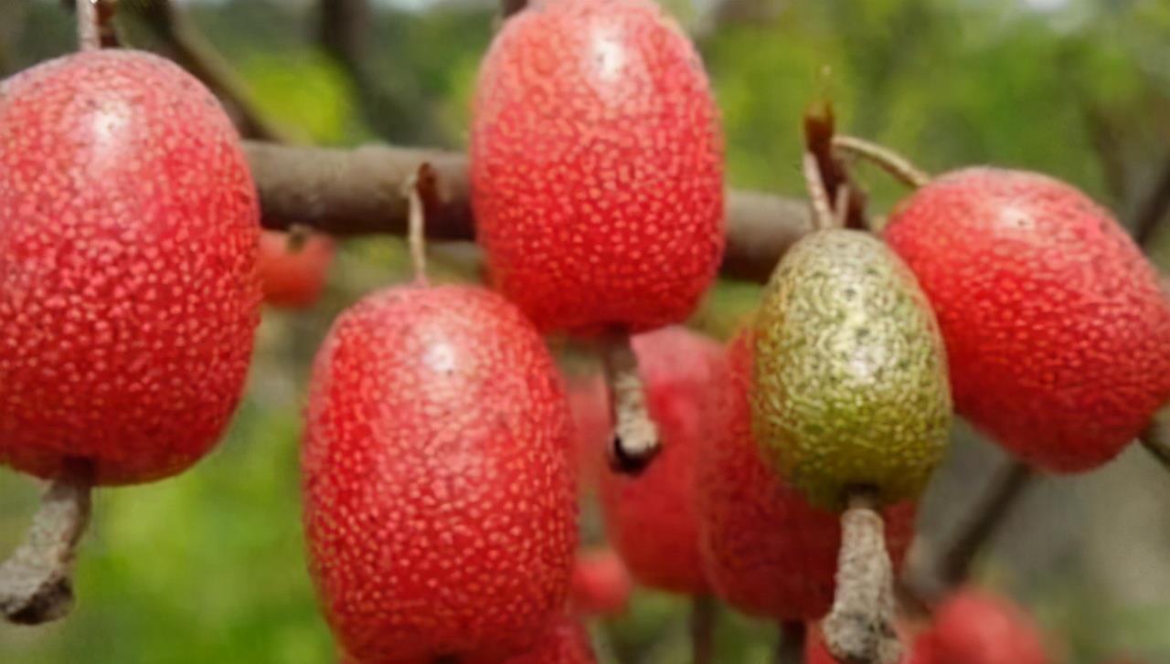 滋补|人到中年不得已,3种食物别放过,补气通便,滋补养身,增强体质