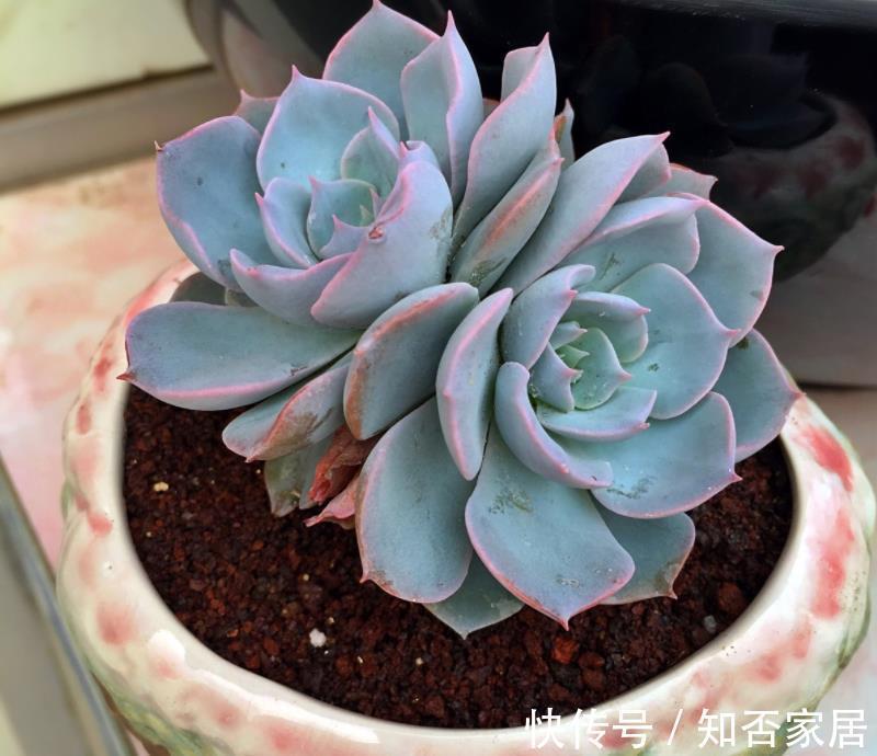 阳台上|7月养多肉就选这款夏型种,天热爱上色、出状态,值得拥有