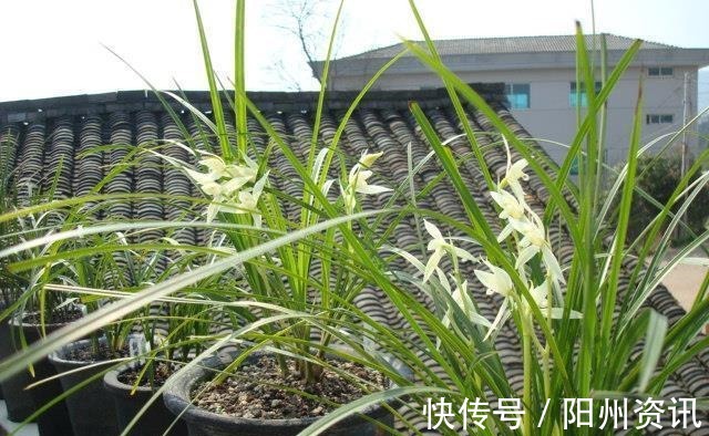 好兰，养一盆就够了，此兰极耐寒，百花凋零时，依然绽放