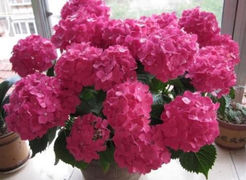 家庭养花：如何做好土壤结块的“防”和“治”？