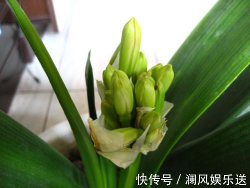 果皮|秋天养君子兰施肥是关键,3种肥料用一用,根旺叶绿,过年就开花